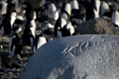 Chatter marks on a large boulder, Brown Bluff. Antarctica