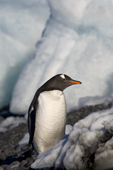 Gentoo Penguin walks past large blocks of ice on the shore at Brown Bluff. Antarctica