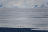 Adelie Penguins on the edge of the fast ice in Antarctic Sound. Antarctica.