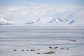 Crabeater seals sleep on the fast ice in Antarctic Sound. Antarctica.