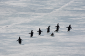 Adelie Penguins flee across the fast ice in the spring. Antarctica