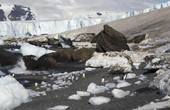 Gentoo penguins walk up the ice studded beach at Brown Bluff with a backdrop of Glaciers. Antarctica