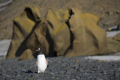 Gentoo Penguin walks by the huge eroded rocks at Brown Bluff. Antarctica