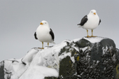 A pair of Kelp Gulls sit on a rock with snow blown against the side. Antarctica