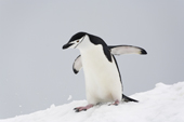 Chinstrap Penguin walks down a snowy slope. Antarctica