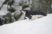 Chinstrap Penguin toboggans down a snowy slope on its front. Antarctica