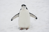 Chinstrap Penguin in snow. Antarctica