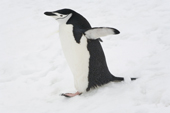 Chinstrap Penguin walking in snow. Antarctica