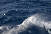 Two Pintado Petrels avoid spray from a large wave in the Drake Passage. Antarctica