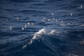 A line of Pintado or Cape Petrels avoid spray from a wave in the Drake Passage. Antarctica