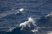 A line of Pintado or Cape Petrels and an Antarctic Fulmar avoid spray from a large wave in the Drake Passage. Antarctica