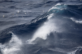 Pintado or Cape Petrels and Antarctic Fulmars avoid spray from a large wave in the Drake Passage. Antarctica