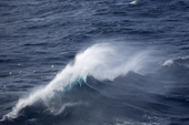 Pintado or Cape Petrels and Prions avoid spray from a large wave in the Drake Passage. Antarctica