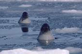 Adult Harp Seals hang out in the pack ice. Canadian Maritimes. Canada
