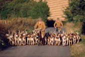 Kennel huntsman and staff exercise the hounds with bicycles in early summer. Portman Hunt. Dorset. England. 1988-89
