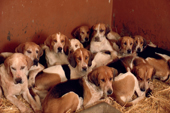 Fox hounds in their lodges, back at the kennels after a day's hunting. Portman Hunt. Dorset. England. 1988-89