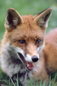 Portrait of a Fox. England. 1988-89
