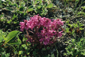 Pedicularis pennellii,one of the Louseworts, Summer Tundra Poeten Bay. Chukotka. Siberia. 1997