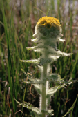 Hairy stems of the Mastadon Flower, Senecio congestus. Masik. Chukotka. Siberia. 1997