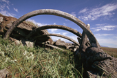 Site of the well preserved houses of turf & whalebones at Masik. Chukotka. Siberia. 1997