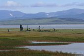 Upright Whalebones amongst the sedges on the shore at Masik. Chukotka. Siberia. 1997