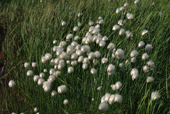 Silky seed heads of Arctic Cotton Grass, Eriophorum scheuchzeri in the wind. Senyarinskiya. Siberia. 1997