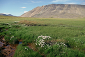 Cotton Grass on Summer Tundra in July. Senyarinskiya Chukotka. Siberia. 1997
