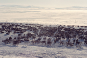A Sami reindeer herd at their winter pastures near Lovozero on the Kola Peninsula. NW Russia. 2005