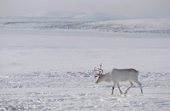 A reindeer at its winter pastures near Lovozero on the Kola Peninsula. NW Russia. 2005