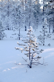 A small spruce tree in a forest near Lovozero. Murmansk, Kola Peninsula, NW Russia. 2005