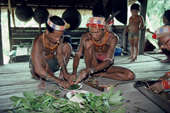 Mentawai medicine men make a potion with local medicinal plants to cure a tooth ache. Siberut Island, Indonesia.