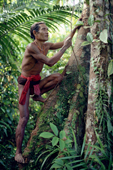 Aman Baoi, Mentawai medicine man, climbing a tree in the rainforest. Siberut Is. Indonesia.