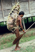 Mentawai man carries a pig to pay medicine men for a cure. Siberut Is. Indonesia.