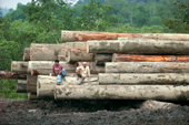 Loggers sit on Meranti logs felled from rainforest at Tiok. Siberut. Indonesia.