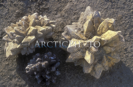 Hedgehog/rose rocks, Axel Heiberg Island, Nunavut, Canada