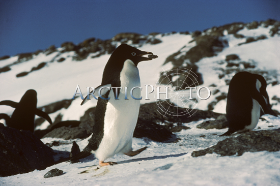 Adelie penguin (pygoscelis adeliae) carrying pebble for  