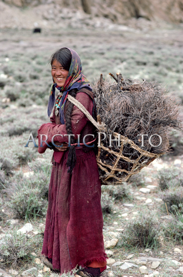 Yak herder's daughter collects firewood. Nimaling Plateau. Ladakh. India.