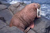 Male Walrus at haul out on Round Island, Alaska, U.S.A. 1988
