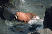 Male Walrus coming ashore on the coast of Round Island, Alaska. 1988 Alaska, U.S.A.