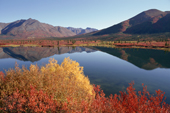 Autumn colour by a lake at the side of the Denali Highway. Alaska. 1996