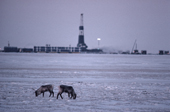 Caribou graze on the tundra by the Prudhoe Bay oil refinery. North Slope. Alaska. 1989