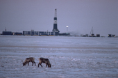 Caribou graze on the tundra near an oil rig at Prudhoe Bay. North Slope. Alaska. 1989