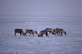 Caribou graze on the tundra in the Prudhoe Bay oil fields. North Slope. Alaska, USA. 1989