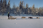 Dog sledding in Alaska. Alaska, USA. 1989
