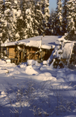 Log cabin with moose antlers over the door, all covered in new snow. Alaska. 1989