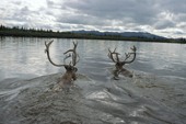 Two caribou bulls swimming across the Kobuk River during the autumn migration. Northern Alaska. U.S.A. 1998