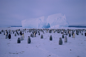 Emperor Penguin colony on the sea ice. Atka Bay. Weddell Sea. Antarctica