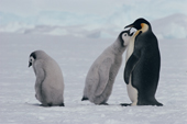 Emperor Penguin chick begs for food from a parent bird while another chick goes hungry. Atka Bay. Antarctica