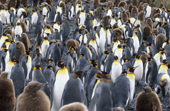 Time exposure shows many still and a few busy King Penguins. Salisbury Plain. South Georgia. Subantarctica