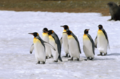 A group of King Penguins gather on a patch of snow. Salisbury Plain. South Georgia. Sub Antarctica
